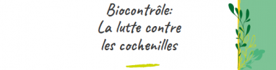 cochenilles banniere