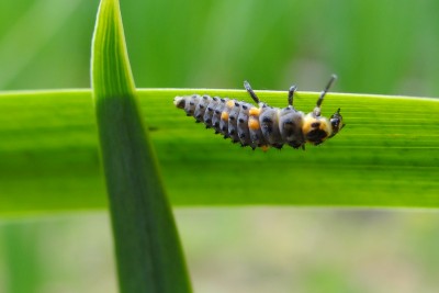 larve coccinelle carcasses