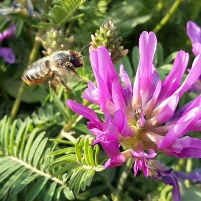 Abeille butinant une fleur de Fabacée