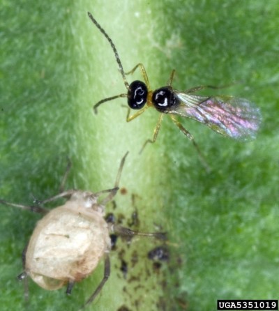 parasitoide pucerons